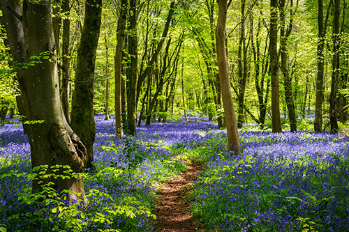 Biodiversity strategies